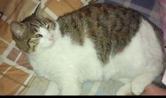 吃瓜群众秀胖猫咪,秀出萌态！胖猫咪吃瓜群众圈粉无数