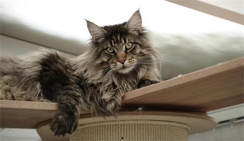 缅因猫吃瓜视频