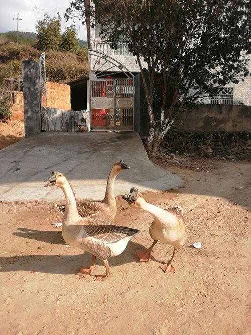 鹅吃瓜挂科,一场校园奇闻引发的挂科风波