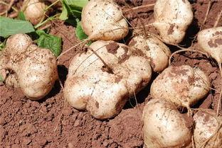 土瓜不能和什么一起吃,揭秘不能与哪些食物同食