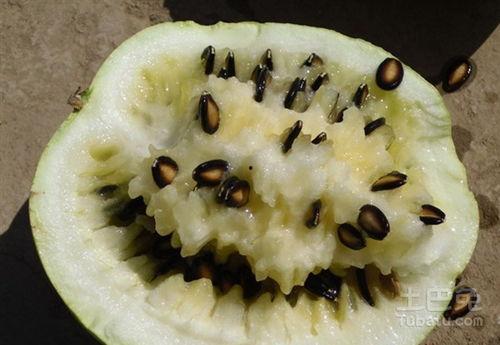 花枝鼠可以吃籽瓜,花枝鼠的籽瓜美食之旅