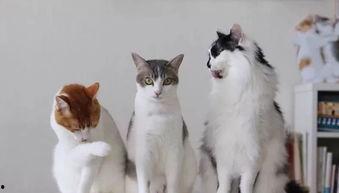 大喵吃大瓜,一场趣味横生的美食冒险之旅 第2张 大喵吃大瓜,一场趣味横生的美食冒险之旅 第2张