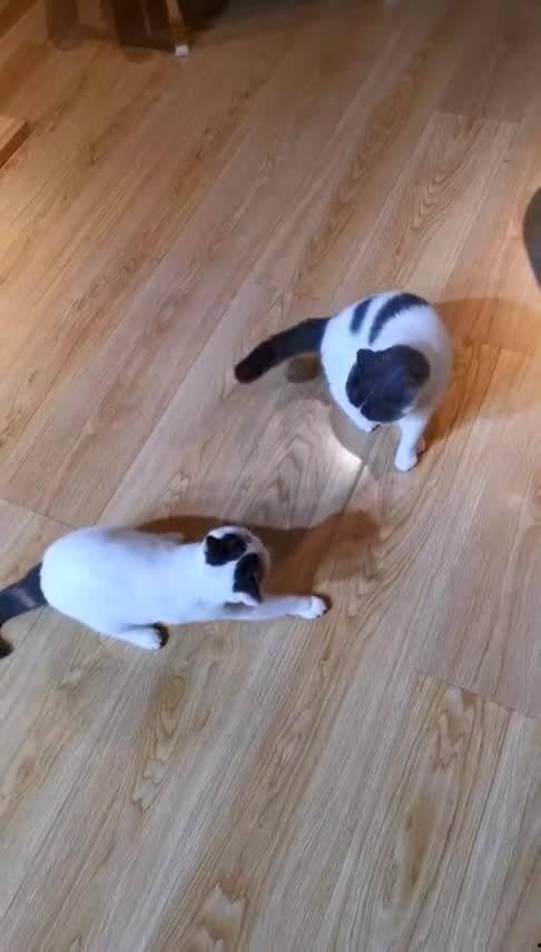 大喵吃大瓜,一场趣味横生的美食冒险之旅 第3张 大喵吃大瓜,一场趣味横生的美食冒险之旅 第3张